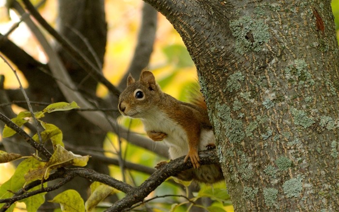 chipmunk in Tree- chipmunk photos 2 Views:9223 Date:2011/6/9 22:37:38
