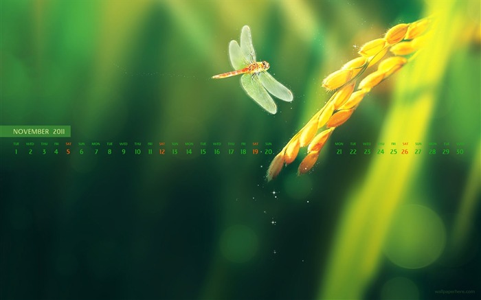 Dragonfly-November 2011 - Calendar Desktop Wallpapers Views:10620 Date:2011/10/29 23:04:50