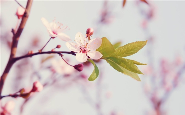 Spring arrival of when-spring theme Desktop wallpaper Views:39213