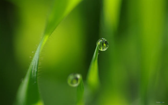 Grass-Plant dew wallpaper Views:13269 Date:2012/7/29 15:20:16