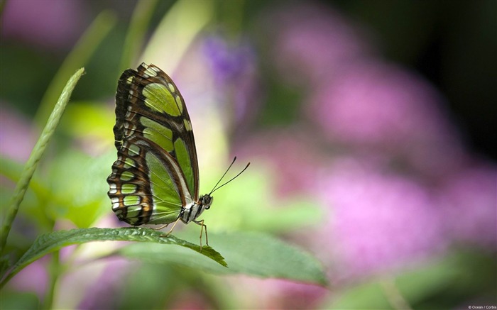 Green Butterfly-Microsoft Windows Desktop Wallpaper Views:12765 Date:2013/2/4 1:21:18