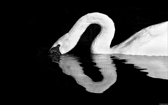 Swan quiet image-Windows Theme Wallpaper Views:9626 Date:2014/8/11 7:46:37