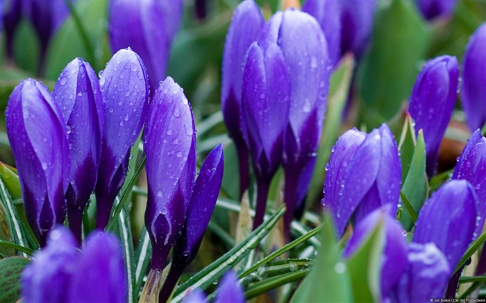 Purple crocus-Windows Theme Wallpaper Views:9288 Date:2014/9/6 22:08:46