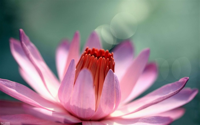 Elementary OS Official HD desktop wallpaper 14 Views:8840 Date:2016/7/20 9:25:57