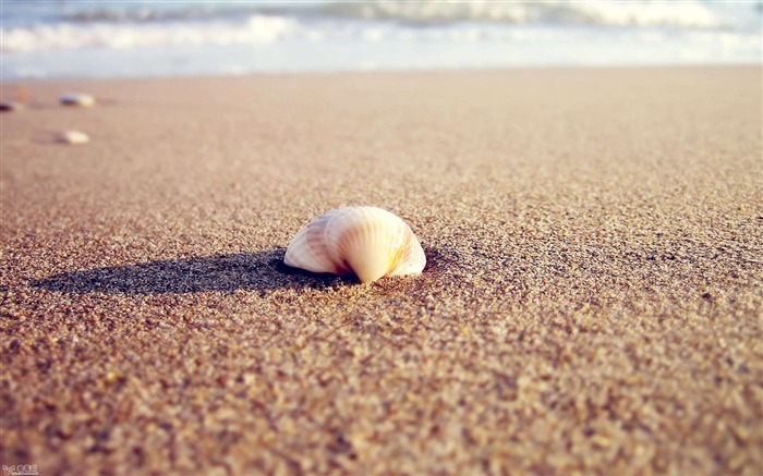 Elementary OS Official HD desktop wallpaper 17 Views:8403 Date:2016/7/20 9:27:42