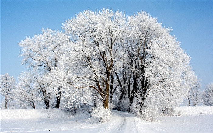 Winter Snow Tree-Beautiful landscape wallpaper Views:16407 Date:2017/5/7 6:54:58