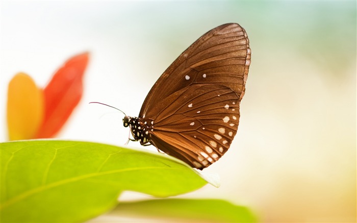 Animal World 2018 High Quality Photo Views:23459