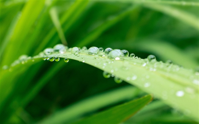 Nature Fresh Grass Dew Water Closeup Views:10513 Date:2018/4/24 11:20:25