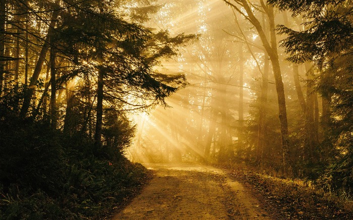 2018 Apple iOS 12 Forest Sunshine Views:10045 Date:2018/10/17 3:44:37