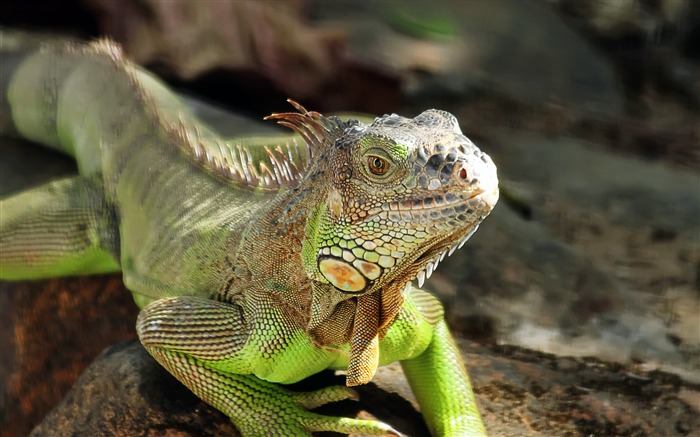 Iguana Reptile Lizard 2020 High Quality Photo Views:8726 Date:2020/5/26 5:24:01