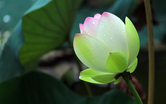 Summer Bloom After rain Lotus 2020 Flower Desktop Views:9296 Date:2020/6/6 5:27:39