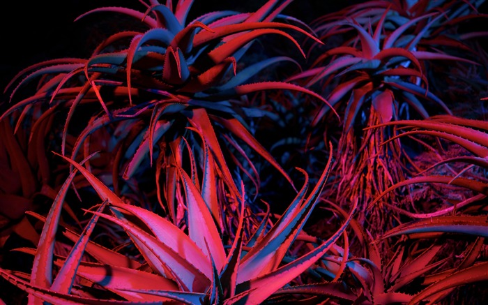 noche, planta, Apple, 2020, MacOS, 4K, Tema de escritorio Vistas:10405