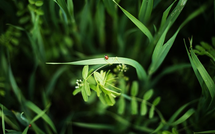 Ladybug Grass 2021 Spring Green Plants HD Photo Views:8203 Date:2021/2/20 2:07:19